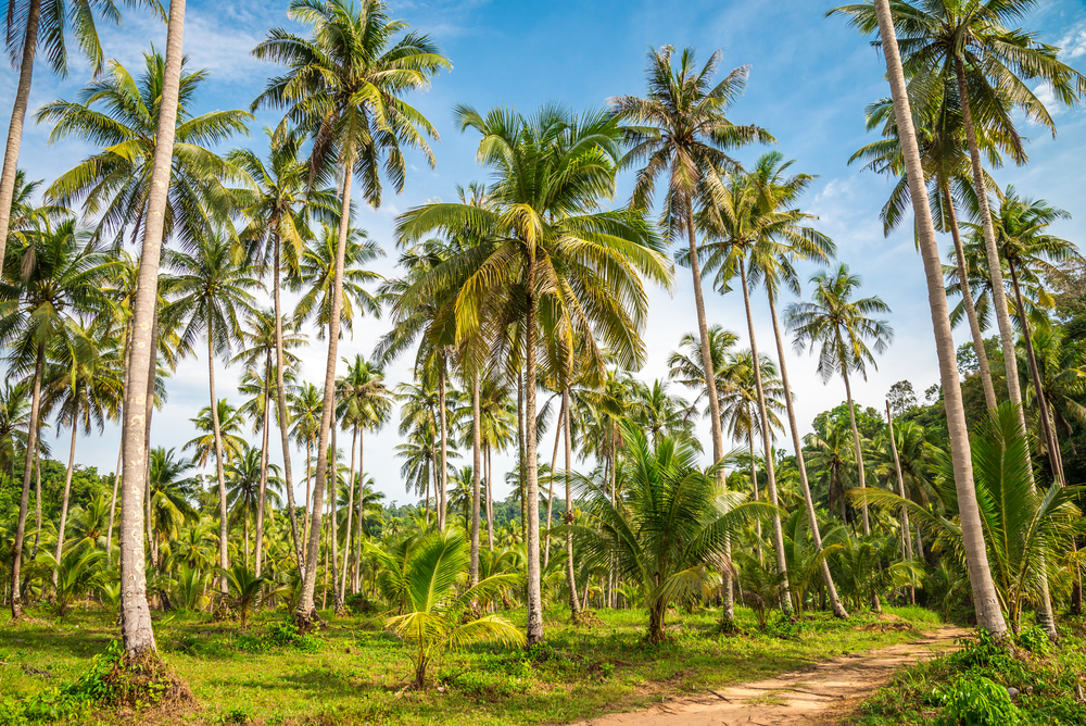 coconut plantation