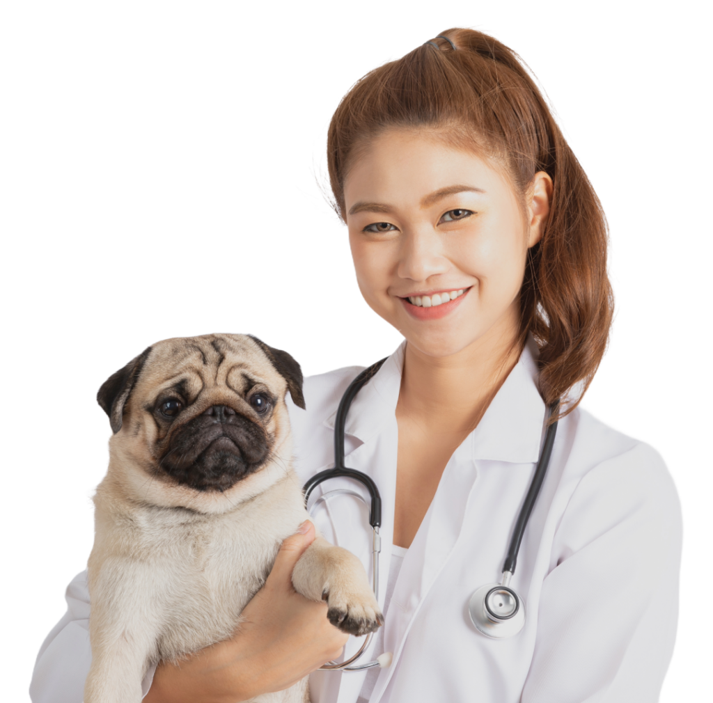 vet doctor holding a pug