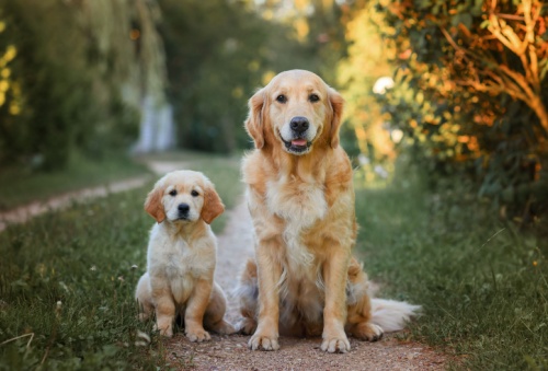 german shepherd dog and puppy