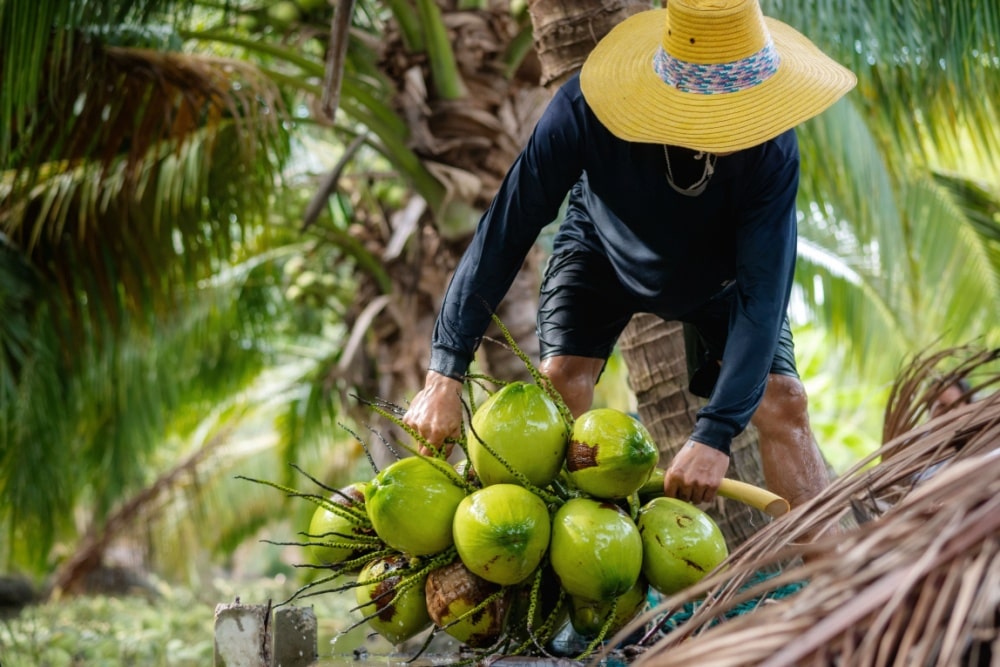 coconut farmer