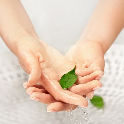 hands with leaf