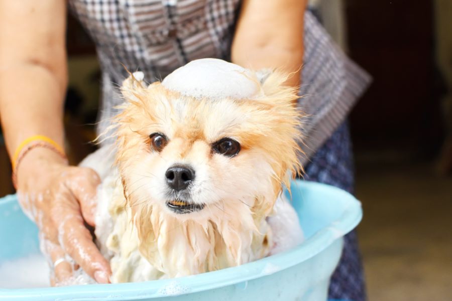 giving a pet dog a bath