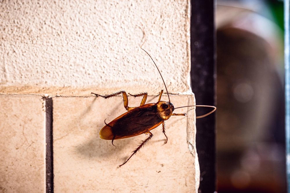 cockroach on a wall