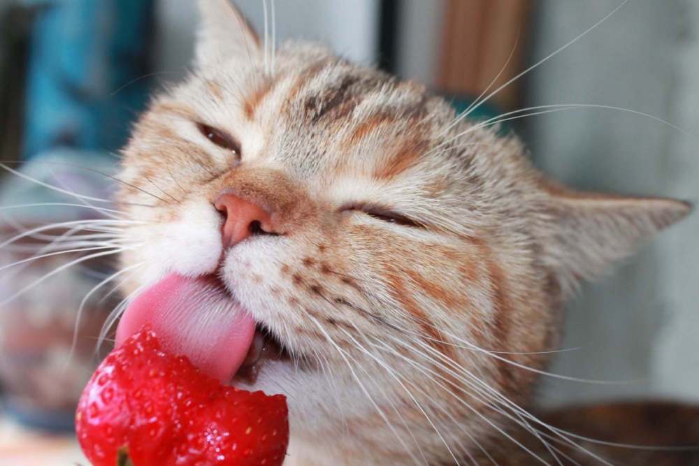 cat eating a strawberry