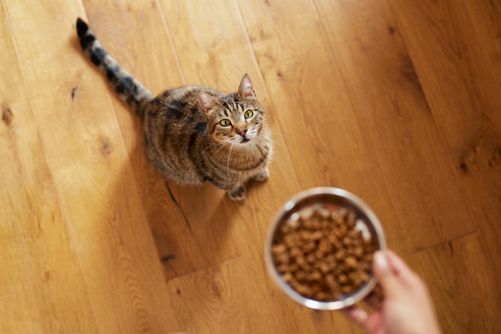 cat eating kibble food