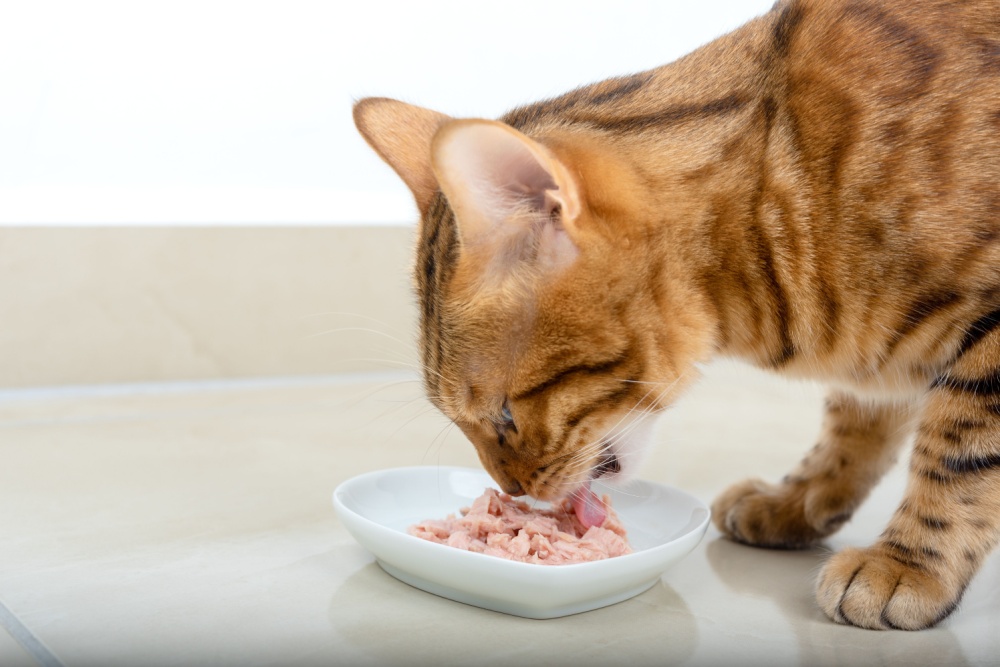 cat eating wet food