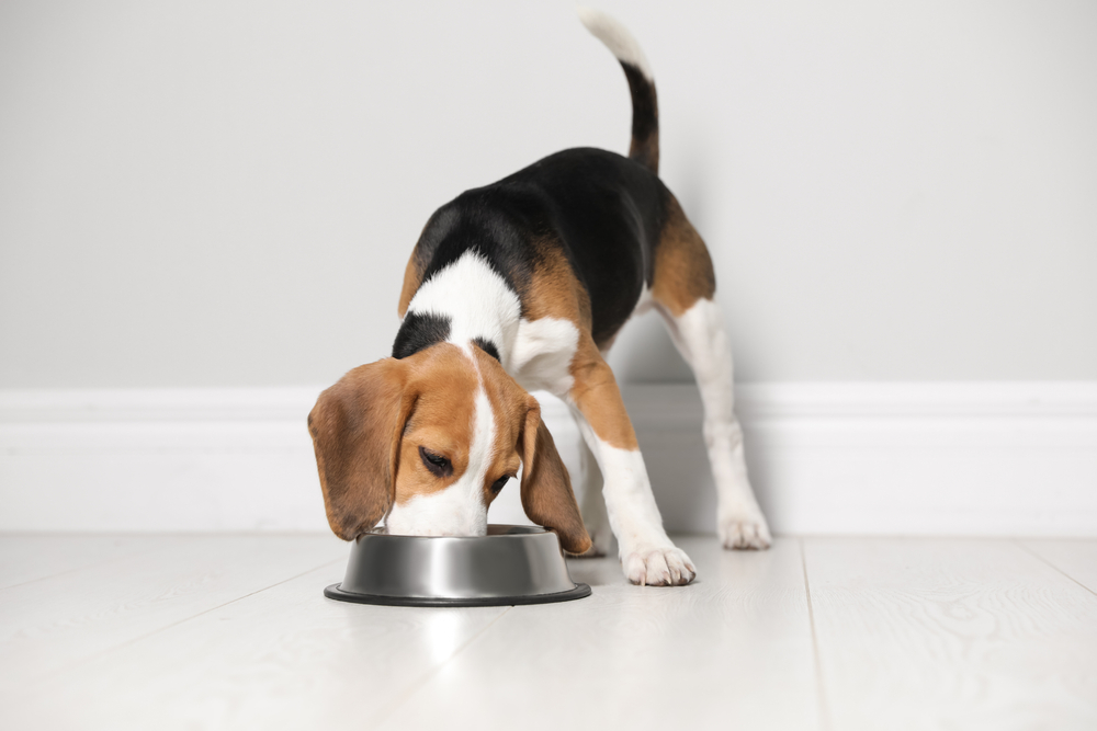 Cute,Beagle,Puppy,Eating,Near,Light,Wall,Indoors.,Adorable,Pet