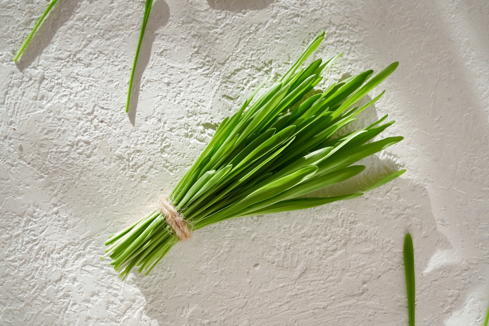 barley grass