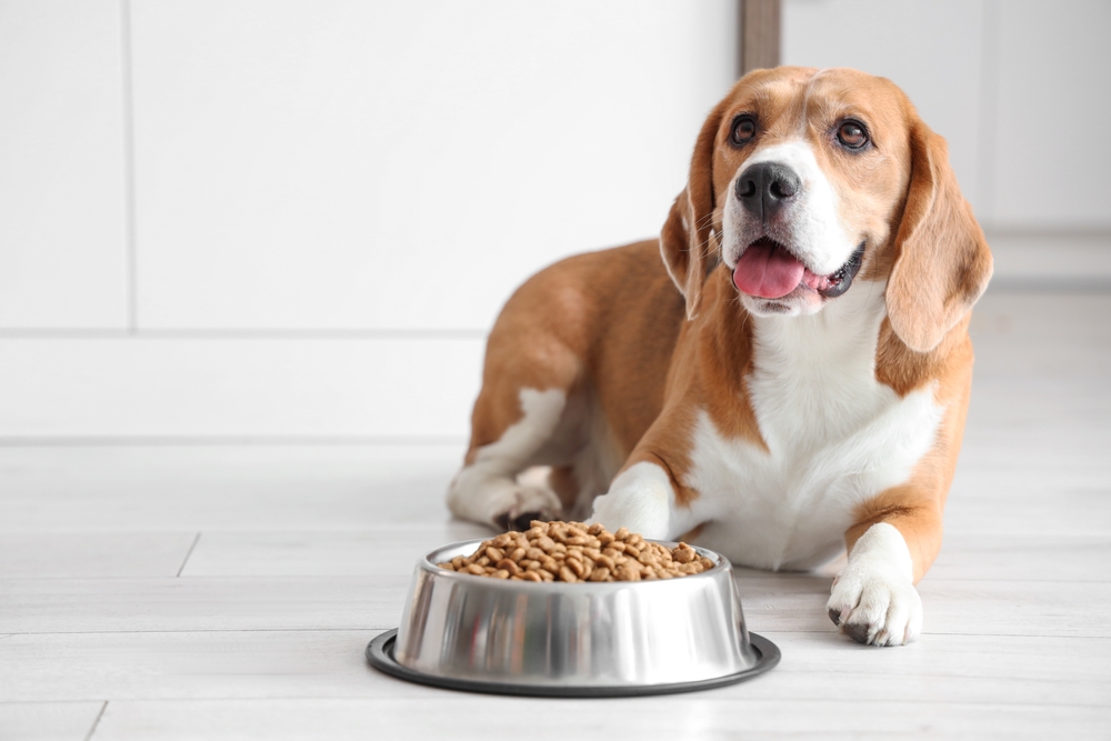 beagle with dog food