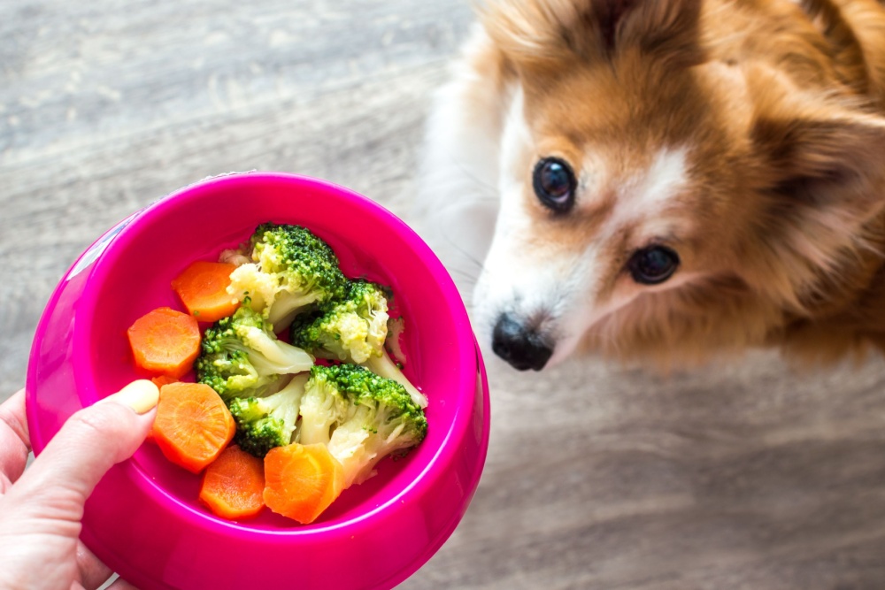 carrots served as dog food