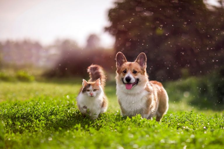 cat and dog in a field
