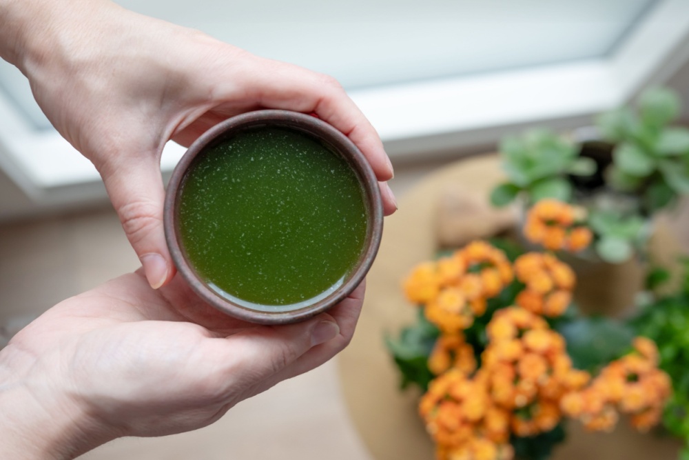drinking barley green juice boosts metabolism