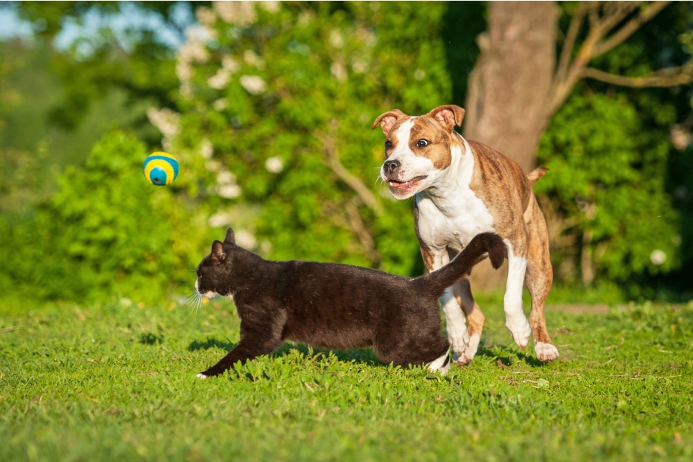 energetic and active cat and dog