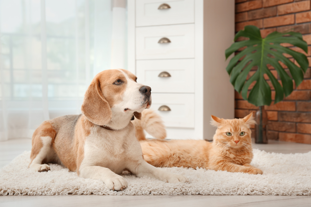 healthy coat of cat and dog