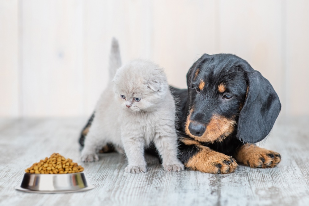 cat and dog looking at their food