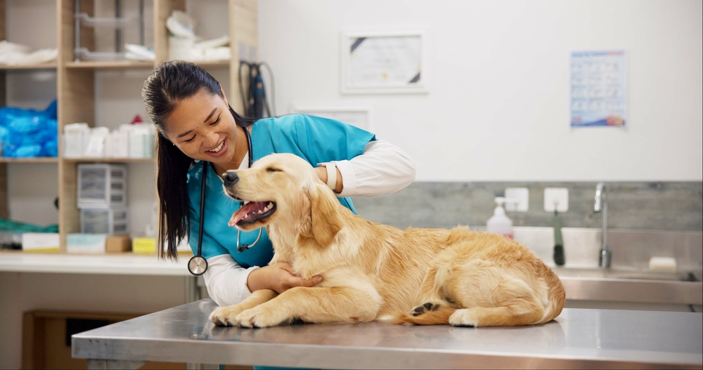 dog and a vet