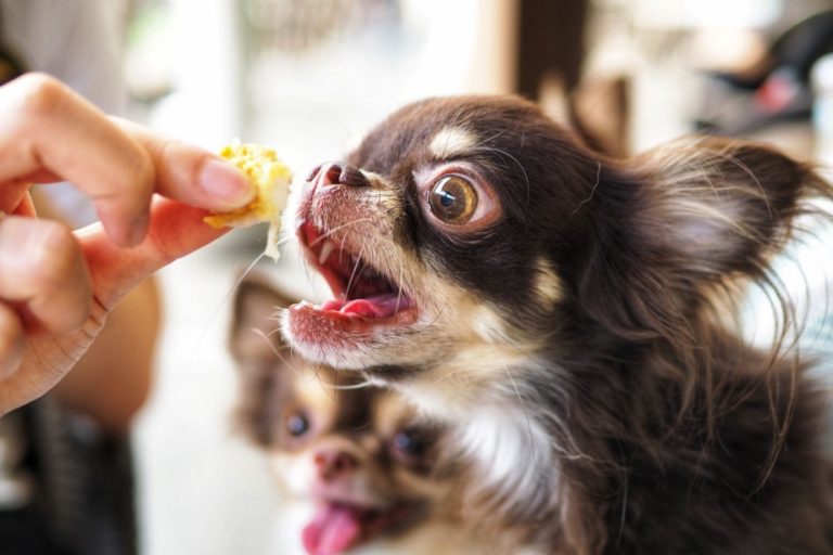 dog food allergies
