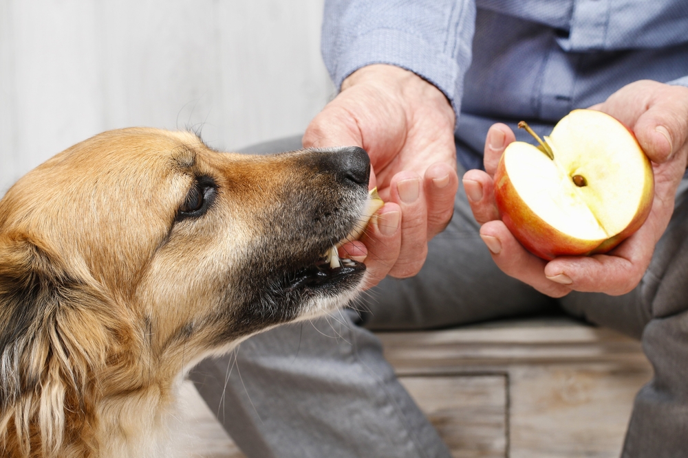 feeding dog with an apple