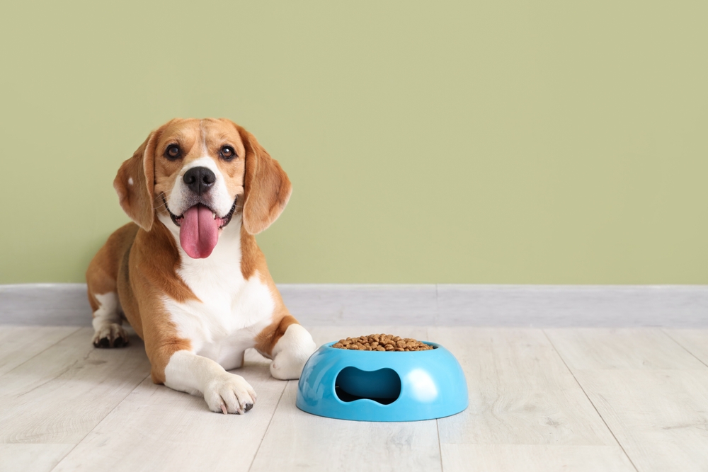 hypoallergenic dog food