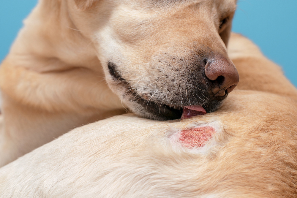 skin symptoms on dog